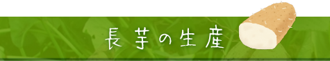 金澤四郎商店_長芋の生産