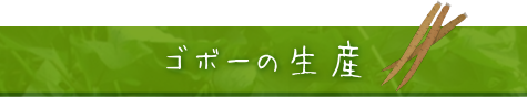 金澤四郎商店_ゴボーの生産